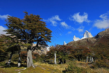 阿根廷洛斯格拉西亚雷斯国家公园Fitz Roy山远足森林风景首脑全景地标挑战冰川顶峰旅游图片