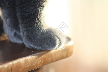 猫的爪子 柔软的毛绒爪子图片
