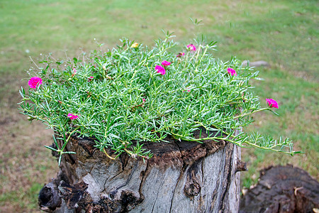 花朵的普尔斯兰花朵宏观热带花瓣气候园艺叶子植物学猪草花园草本植物图片