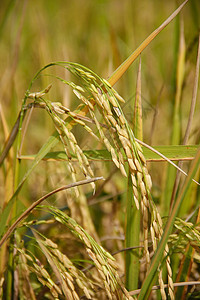 大米农场蓝色文化植物群热带谷物季节种植园线条植物图片
