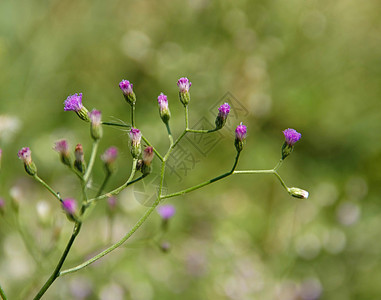 风花紫色花园草地植物群生物植被野生动物植物野花宏观图片