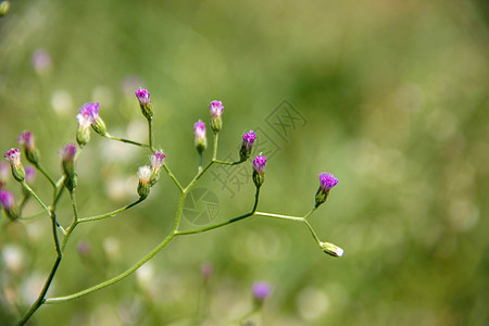 风花紫色杂草昆虫花园植被树叶蚱蜢植物害虫荒野图片