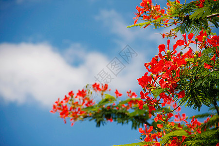 孔雀花花瓣天空雌蕊天堂植物蓝色植物群树叶花朵孔雀图片