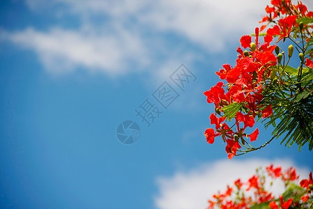 孔雀花叶子灌木植物群天堂天空蓝色异国情调花园植物图片