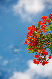 孔雀花叶子植物情调灌木花园树叶孔雀火焰美丽花瓣图片