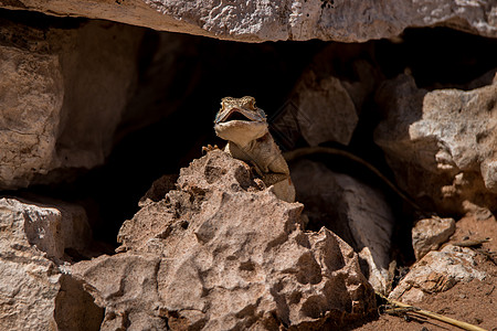 躲在Kgalagadi山洞里的地上生态动物学国家冷血展示地面蜥蜴爬虫针叶荒野图片
