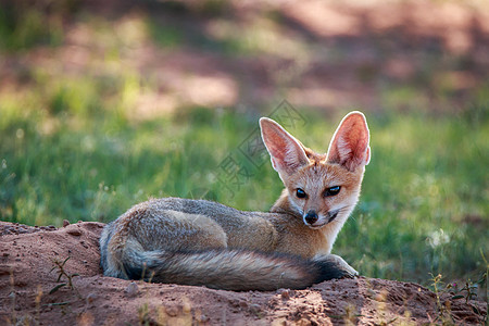 狐狸角躺在沙地上生态耳朵动物群捕食者动物荒野跨境哺乳动物沙漠野生动物图片