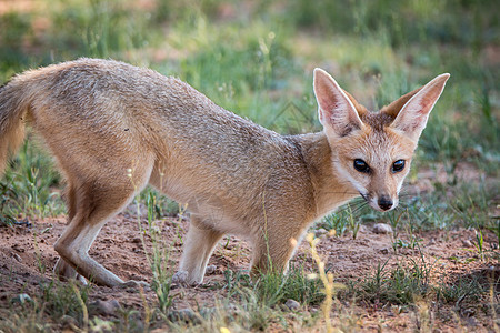 狐狸角看镜头食肉荒野动物群野生动物清道夫捕食者耳朵哺乳动物跨境沙漠图片