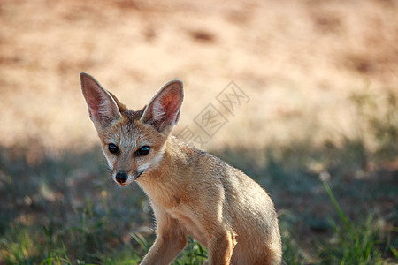 狐狸角看镜头清道夫耳朵动物群跨境沙漠荒野捕食者野生动物食肉哺乳动物图片