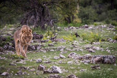 年轻的雄狮在草地上行走动物园大猫环境哺乳动物大草原国王猎人濒危生物毛皮图片