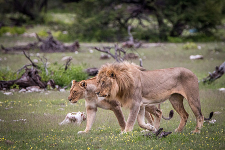 几只狮子在草地上行走领导者大猫荒野猫科环境毛皮濒危力量猎人动物图片