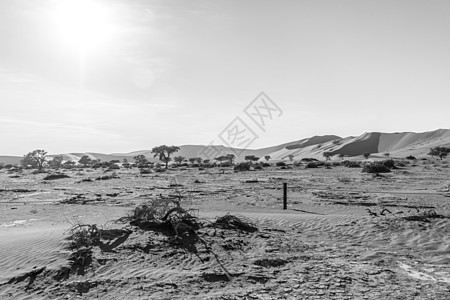 纳米布沙漠的沙丘全景橙子荒野干旱风景孤独国家冒险吸引力旅游图片