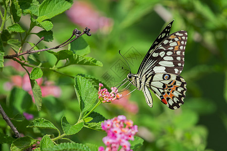 美丽的蝴蝶在花上 昆虫动物翅膀花园花朵蠕形螨柠檬向日葵底面女王君主恶魔图片