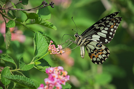 美丽的蝴蝶在花上 昆虫动物向日葵恶魔花朵君主女王花园柠檬底面翅膀蠕形螨背景图片