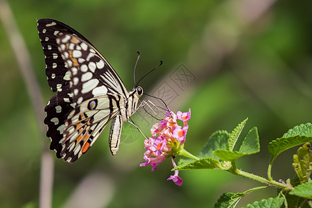 美丽的蝴蝶在花上 昆虫动物翅膀女王君主底面柠檬花朵蠕形螨向日葵花园恶魔图片