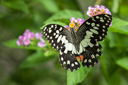 美丽的蝴蝶在花上 昆虫动物向日葵蠕形螨恶魔柠檬君主花朵女王花园翅膀底面图片