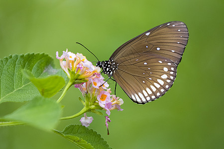 美丽的蝴蝶在花上 昆虫动物场地鳞翅目叶子生物学环境水肿植物色狼宏观翅膀图片