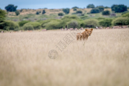 狮子站在草地上往回看丛林毛皮食肉国王荒野环境领导者哺乳动物生物危险图片