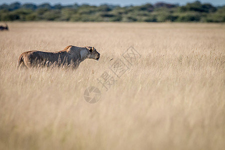 狮子站在高草地上毛皮野生动物动物危险生物猎人力量大草原环境荒野图片