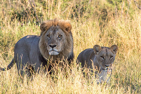 在高草地的狮子夫妇旅行捕食者毛皮猎人国王生物动物环境濒危领导者图片