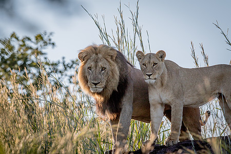 狮子夫妇站在乔贝的岩石上丛林动物捕食者豹属野生动物动物园哺乳动物濒危猎人旅行图片