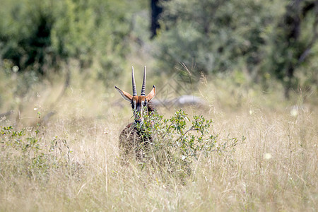 躲在灌木丛后面的年轻有活力羚羊国家濒危黑貂旅游哺乳动物野生动物食草公园环境大草原图片