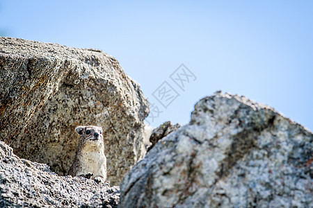 岩石Hyrax在岩石上烘烤悬崖动物群旅行哺乳动物荒野害虫飞车老鼠公园动物图片