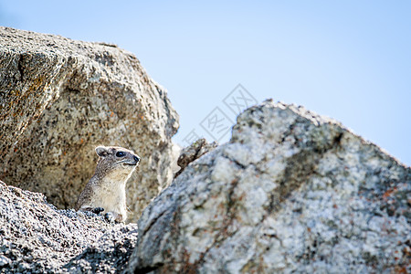 岩石Hyrax在岩石上烘烤毛皮动物石头野生动物生物悬崖仓鼠公园旅行飞车背景图片