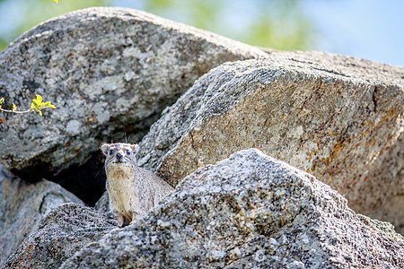 岩石Hyrax在岩石上烘烤动物动物群毛皮悬崖生物老鼠野生动物荒野害虫公园图片