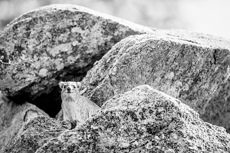 岩石Hyrax在岩石上烘烤生物悬崖害虫老鼠动物动物群飞车公园毛皮哺乳动物背景图片