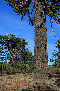 Araucaria 猴子谜树 阿根廷Alumine湖附近的森林公园蓝色树木古董海滩叶子植物群植物学生长旅行图片