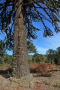 Araucaria 猴子谜树 阿根廷Alumine湖附近的森林天空异国蓝色旅行树木火山公园树干古董生长图片