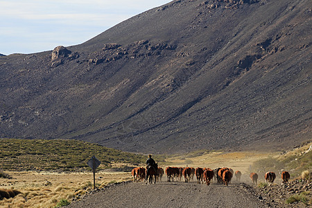阿根廷的Gauchos和牛群骑手旅游天空牛仔骑士农村蓝色帽子男人顶峰图片