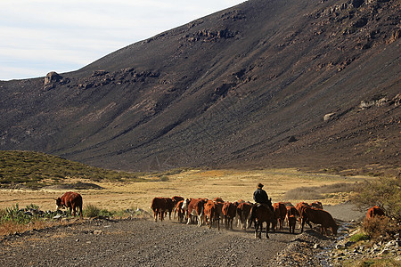 巴西利亚阿根廷的Gauchos和牛群天空牧场灰尘文化牛仔顶峰奶牛农场旅游骑士背景
