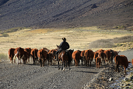 阿根廷的Gauchos和牛群天空农场传统灰尘骑手国家日落男人骑士牛仔图片