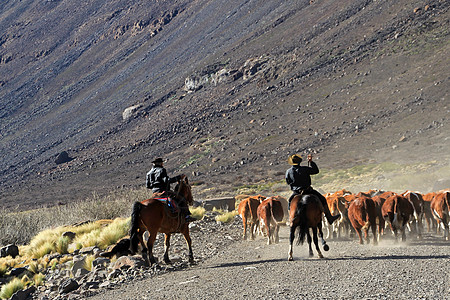 阿根廷的Gauchos和牛群荒野旅游日落灰尘旅行天空骑士农村风景蓝色图片