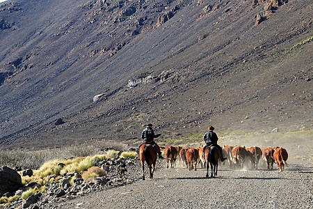 阿根廷的Gauchos和牛群文化旅行顶峰骑士传统牛仔国家天空骑手农场图片