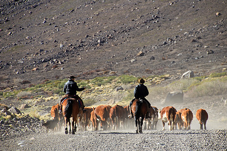 阿根廷的Gauchos和牛群旅行牧场国家农村顶峰荒野男人风景日落骑士图片