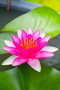 夏天花莲花在池塘开花花园花朵阳光百合宏观叶子热带植物香味紫色图片