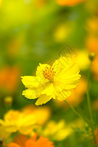 花朵上的美丽的蝴蝶黑色翅膀底面花瓣君主橙子花园黄色女王昆虫图片