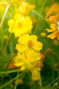 花朵上的美丽的蝴蝶女王翅膀底面橙子君主花园向日葵黄色黑色花瓣图片