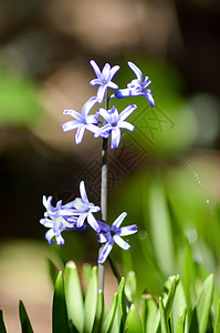 蓝色花瓣花朵图片