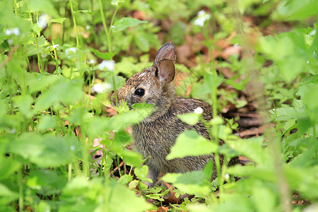 棉尾兔尾巴毛皮野生动物荒野野兔耳朵哺乳动物兔子棉布棕色图片