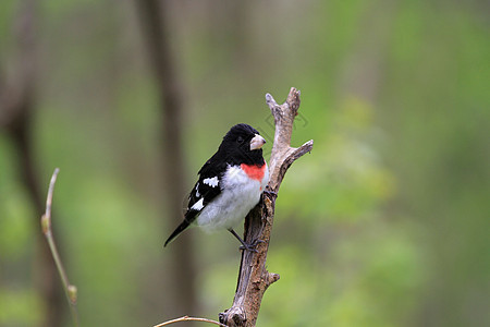 Grosbeak 男性 3229 jpg图片