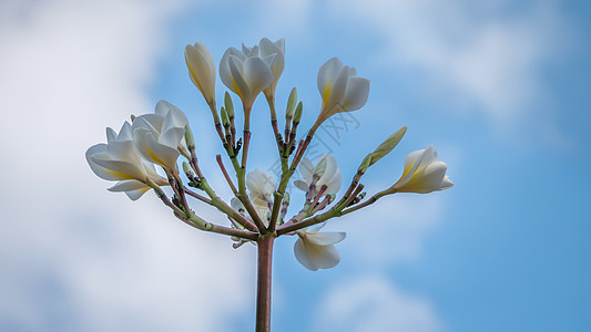白梅花花团体叶子花园绿色花瓣白色热带天空蓝色黄色图片