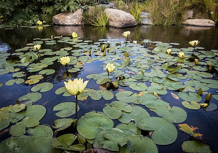 莲花池塘百合热带植物学冥想异国花瓣岩石软垫水池荷花图片