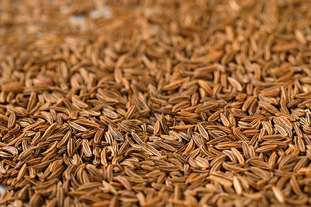 离家种子的详情背景画幅棕色香料食物团体香菜芳香图片