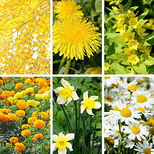 黄色夏花作为背景花园季节叶子宏观草地植物框架天鹅绒野花草本植物图片