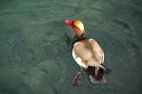 夏季鸭子在池塘游泳公园反射身体阳光棕色野生动物环境荒野绿色翅膀图片