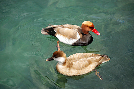 夏季鸭子在池塘游泳翅膀棕色绿色反射野生动物身体荒野公园阳光环境图片